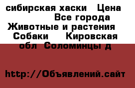 l: сибирская хаски › Цена ­ 10 000 - Все города Животные и растения » Собаки   . Кировская обл.,Соломинцы д.